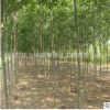 批發 工程綠化苗 白蠟小苗 行道樹 白蠟樹苗 速生白蠟苗 規格全