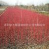 基地批發紅瑞木小苗 紅麻球苗 工程苗 規格全 綠化園林苗木紅瑞木