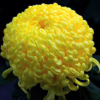特價批發黃菊花種子 草花種子 發芽率高 貨源足 量大優惠