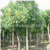 產地直供園林綠化工程苗木欒樹小苗 規格全 優質欒樹樹苗量大從優