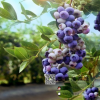 藍莓苗批發 盆栽果樹苗兔眼地栽庭院種植當年結果養目水果