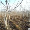供應(yīng)各種規(guī)格的核桃樹.5---15的核桃樹
