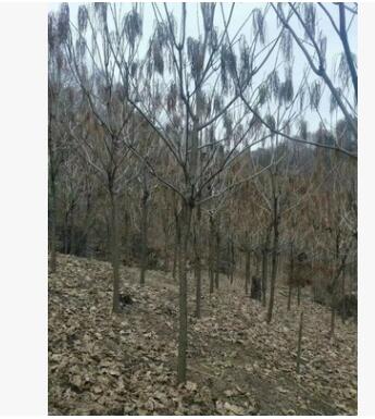開原苗圃 基地直銷梧桐 精品行道樹 小苗批發(fā)