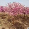 基地直銷 榆葉梅 京梅園林綠化 榆葉梅小苗批發(fā)