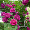 批發優質攀援爬藤月季 紫袍玉帶 精品薔薇科花卉植物 薔薇科植物