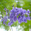 精選藍(lán)花楹樹苗 精品藍(lán)花楹風(fēng)景樹 工程綠化苗木批發(fā) 自產(chǎn)自銷