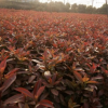 紅葉石楠穴苗 園林植物優良灌木紅葉石楠穴苗