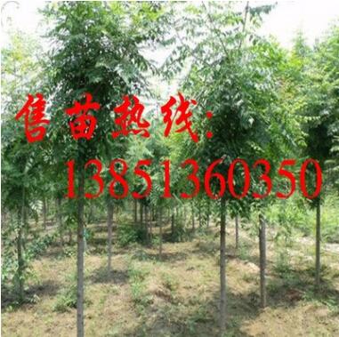 批發(fā)欒樹小苗 欒樹苗 大規(guī)格欒樹樹苗 欒樹基地 欒樹種子