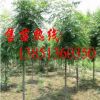 批發欒樹小苗 欒樹苗 大規格欒樹樹苗 欒樹基地 欒樹種子