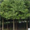 綠化苗木 批發嫁接玉蘭樹苗 嫁接白紅黃紫玉蘭小苗二喬玉蘭帶花苞