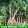 直供綠化批發 欒樹 規格全 北欒 黃山欒樹 行道樹木