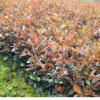 大豐精品紅葉石楠紅葉石楠，紅葉石楠球，紅葉石楠樹(shù)