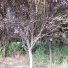 安徽地區出售各種規格紅葉李