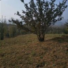 供應山茱萸｜河南山茱萸大量供應｜山茱萸價格｜精品叢生山茱萸｜