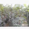 甜柿子樹、南方種植柿子樹、北方種植柿子樹