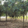 大葉女貞 河南大葉女貞 大葉女貞基地 南陽(yáng)大葉女貞