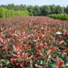 紅葉石楠基地 河南紅葉石楠 紅葉石楠價(jià)格 南陽(yáng)紅葉石楠