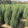 刺柏樹供應(yīng)，1米2高刺柏價(jià)格河南省刺柏，潢川苗木刺柏上車價(jià)