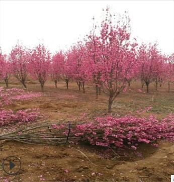 龍柱紅葉碧桃樹苗批發(fā)處理園林景觀綠化樹