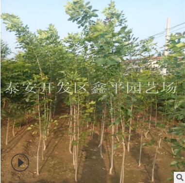 多年速生白蠟樹 規(guī)格齊全嫁植白蠟樹