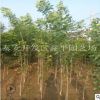 多年速生白蠟樹 規(guī)格齊全嫁植白蠟樹