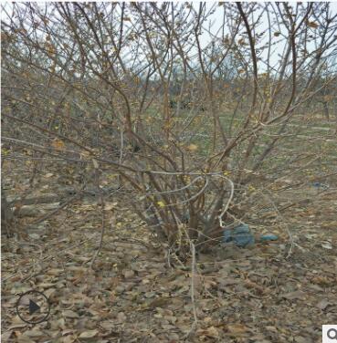 臘梅苗 臘梅盆栽 梅花樹苗 素心臘梅 虎蹄梅 盆栽地栽