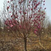 河南南陽(yáng)供應(yīng)紅玉蘭，白玉蘭，黃玉蘭，紫玉蘭，二喬玉蘭，廣玉蘭