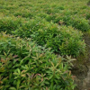 苗木 香樟 綠化樹苗 苗圃 香樟樹 香樟小苗批發(fā) 地徑0.4cm