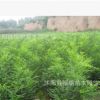 綠化苗木批發(fā) 國槐樹苗 國槐小苗 速生國槐苗 大小規(guī)格齊全成活高