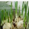 基地直銷優(yōu)質(zhì)室內(nèi)盆栽水仙花種球 量大從優(yōu)