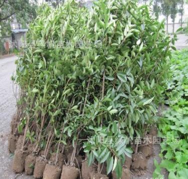 供應園林綠化苗木 法國冬青苗 珊瑚樹苗量大從優(yōu)