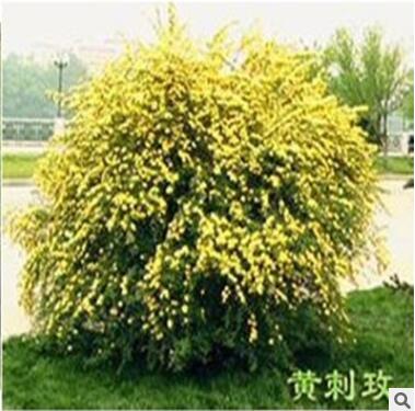 藤蔓攀援 庭院 植物 季薔薇 黃刺梅苗黃刺玫 耐寒性強