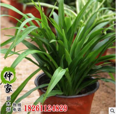 批發(fā)觀賞吊蘭盆栽 室內(nèi)觀賞盆栽青葉吊蘭室內(nèi)盆栽 凈化空氣