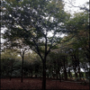 紅櫸樹