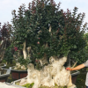 福建紫薇紅火箭樁景批發 供應紫薇樁頭盆景 出售紫薇古樁價格