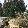 紫薇古樹樁盆景 西安紫薇老樁景頭報價福建紫薇盆景基地 紫薇古樁