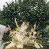 福建批發紫薇樁景古樁 湖南紫薇樹樁老樁價格 紫薇樁頭盆景報價
