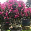 福建紅火箭紫薇樁景批發 浙江紫薇古樁樹供應 山東天鵝絨紫薇盆景