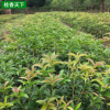 基地 四季金桂花樹苗 桂花樹苗批發 桂花小苗 規格齊全