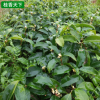 桂花樹苗基地批發 八月桂 四季桂小苗 品種齊全 綠化園林苗木