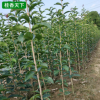 基地桂花樹批發 八月金桂丹桂 桂花小苗 四季桂花樹苗