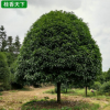 桂花樹 批發 八月桂花樹 精品金桂花樹 四季金桂 桂花樹