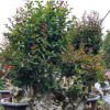 福建百日紅火箭紫薇樹樁批發紫薇樁景價格紫薇古樁報價紫薇樁頭