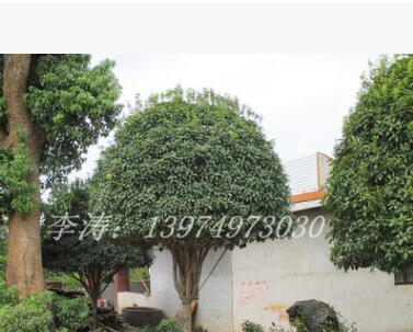 桂花價格胸徑8公分冠幅2.5米樹形優(yōu)美的桂花苗木批發(fā)