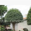 桂花價格胸徑8公分冠幅2.5米樹形優(yōu)美的桂花苗木批發(fā)
