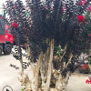福建百日紅紫葉丹紅花紫薇樹樁批發(fā)紫薇樁景紫薇古樁樁頭紫薇盆景
