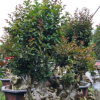 福建百日紅火箭紫薇樹樁批發(fā)紫薇樁景價格紫薇古樁報價紫薇樁頭