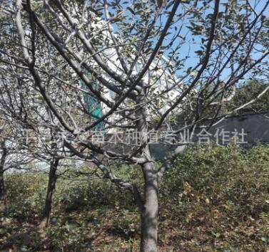 直銷蘋果樹7公分8公分9公分粗紅富士蘋果樹占地綠化用蘋果樹批發(fā)