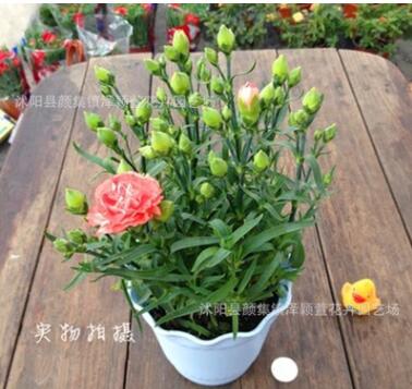 批發(fā)康乃馨盆栽 花卉植物 母愛象征 母親節(jié)禮物 室內(nèi)花卉綠植