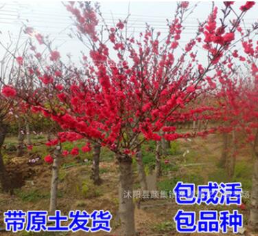 批發紅梅樹苗 紅梅苗 觀賞植物 耐寒梅花樹 觀賞植物紅梅小苗樹苗